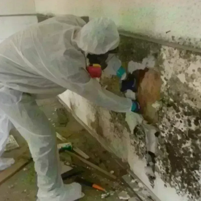 Mold Remediation and Removal in Harrisburg, AR